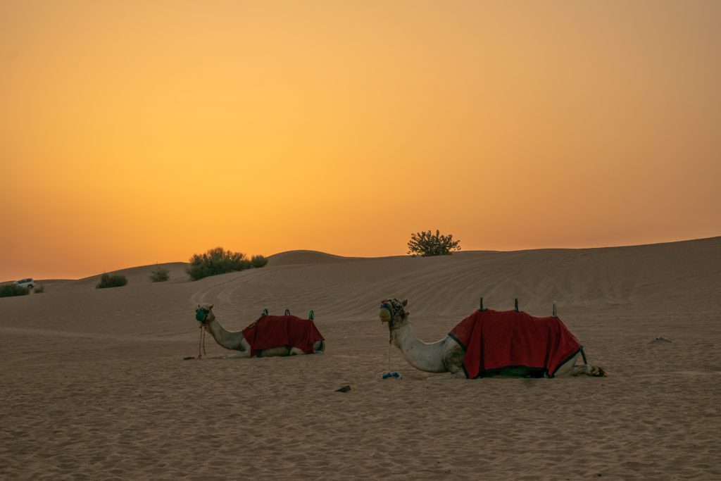 desert safari dubai